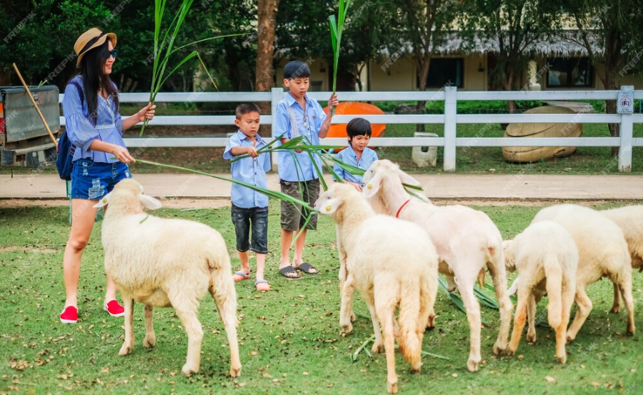 Mengenal Dunia Peternakan di Provit Farm Village: Liburan Edukatif dan Seru