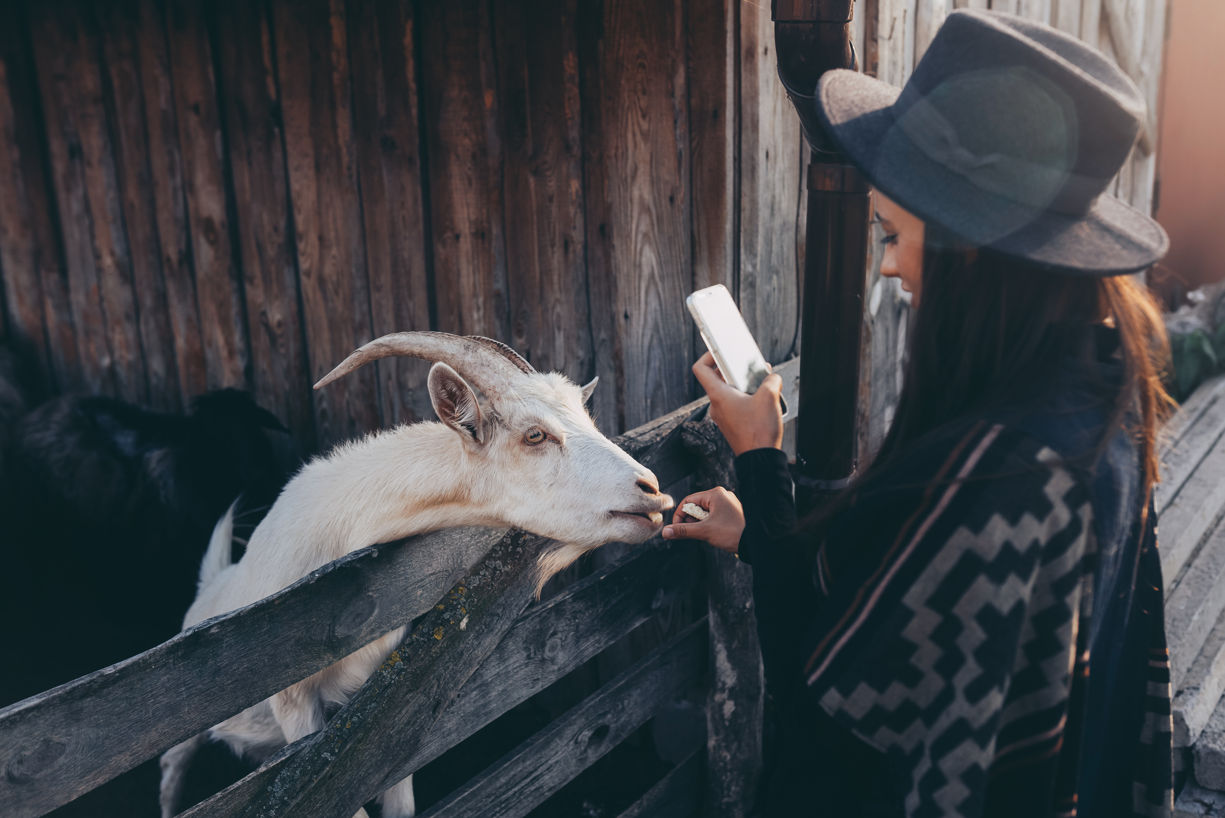 Serunya Belajar Tentang Kambing Perah di Provit Farm Village